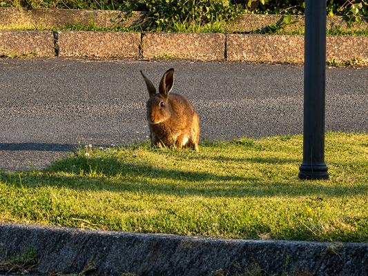 When are hares most active in Ireland?